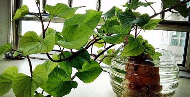 土豆发芽不能吃了就得扔掉?四种巧用发芽土豆的实用小妙招